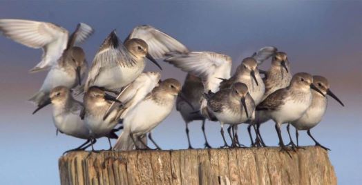 Image of Dunlin Birds