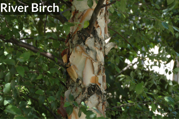 River Birch