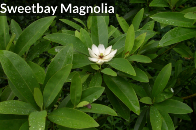 Sweet Bay Magnolia