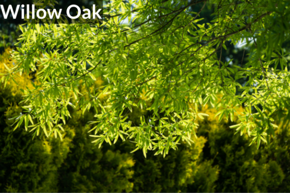 Willow Oak