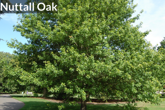 Nuttall Oak