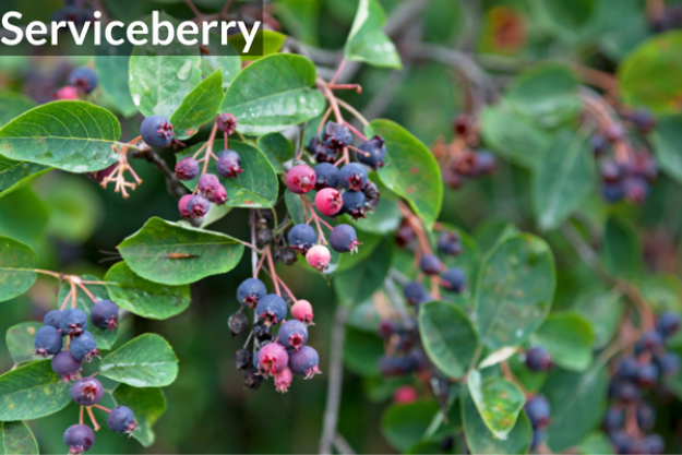 Serviceberry