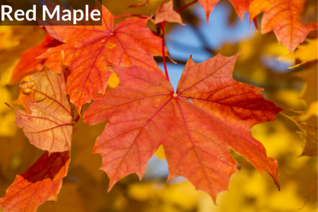 Red Maple