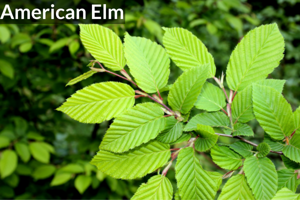 American Elm