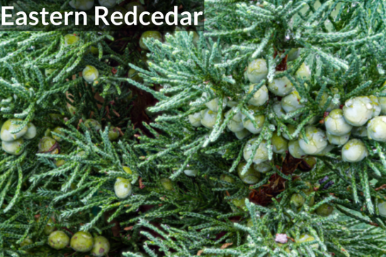 Eastern Redcedar