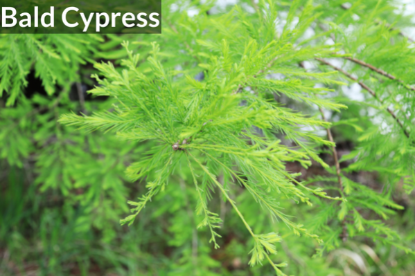 Bald Cypress