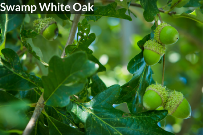 Swamp White Oak