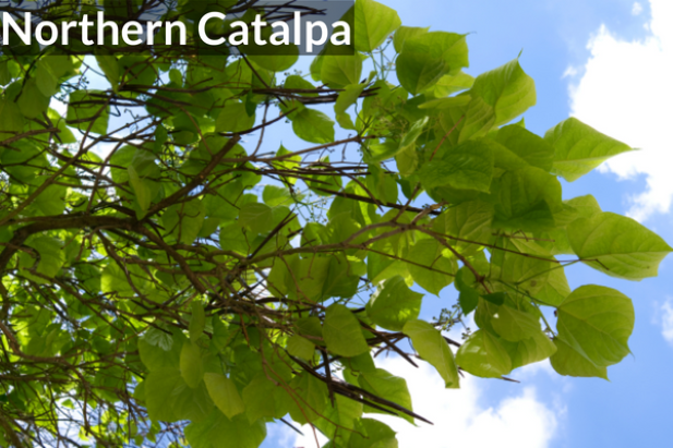 Northern Catalpa