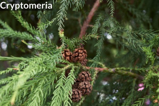 Cryptomeria