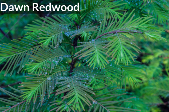 Dawn Redwood