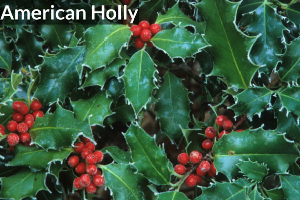 American Holly