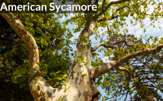 American Sycamore