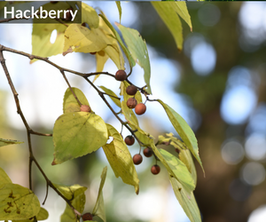 Hackberry