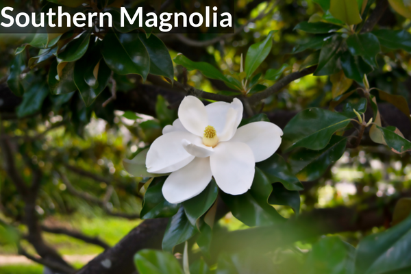 Southern Magnolia