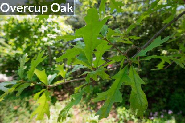 Overcup Oak