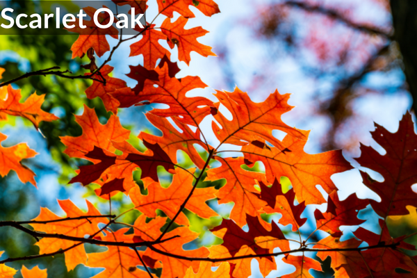 Scarlet Oak