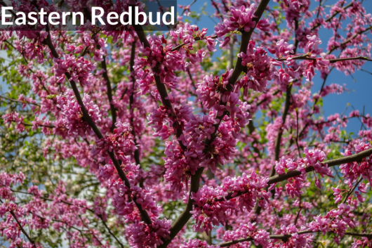 Eastern Redbud