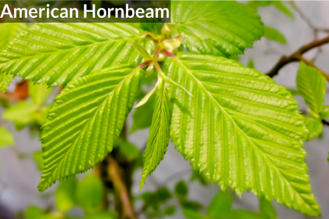 Hornbeam