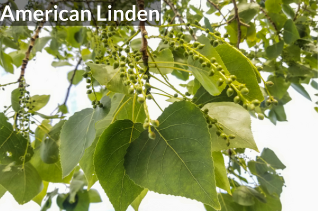 American Linden