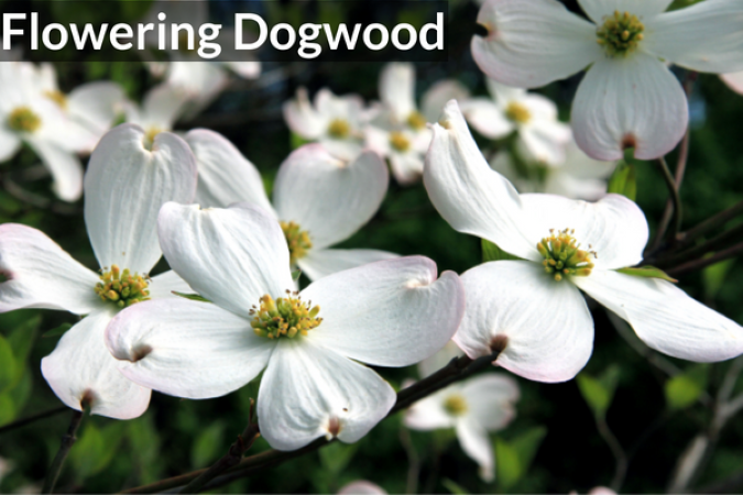 Flowering Dogwood