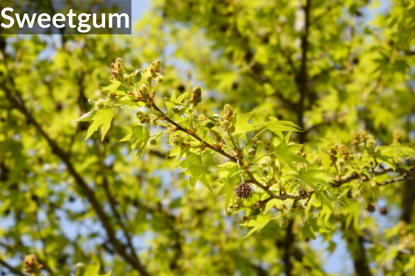 Sweetgum