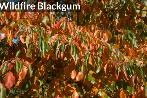 Wildfire Blackgum