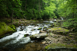 NF French Broad