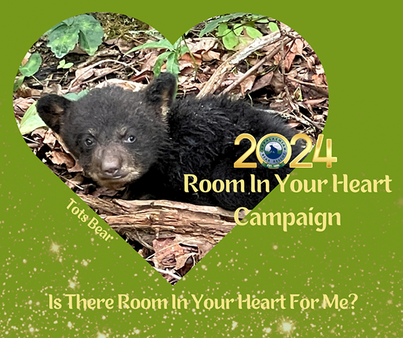 Room in your Heart campaign with Black Bear cub