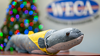 WECA's mascot, Wattson the Electric Eel, prominently rests on a table in front of a Christmas tree and the WECA sign (both blurred in the background)